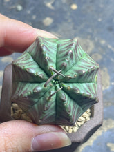 Load image into Gallery viewer, Euphorbia Meloformis subsp. Valida

