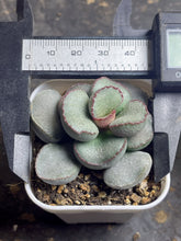 Load image into Gallery viewer, Adromischus
