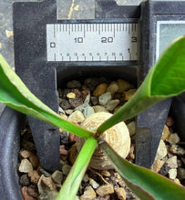 Load image into Gallery viewer, Euphorbia subapoda
