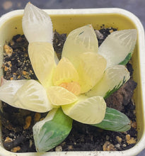 Load image into Gallery viewer, Haworthia variegated
