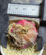 Load image into Gallery viewer, Gymnocalycium mihanovichii variegata
