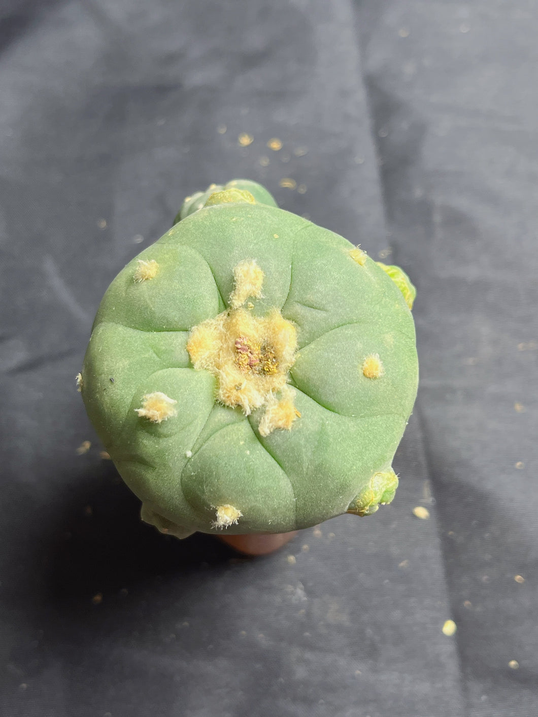 Lophophora peyote