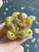 Load image into Gallery viewer, Echeveria &#39;Murasaki Suisho&#39;
