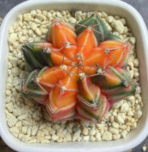 Load image into Gallery viewer, Gymnocalycium mihanovichii variegata
