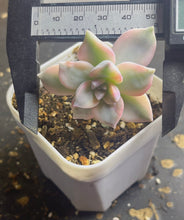 Load image into Gallery viewer, Purple Delight Variegated
