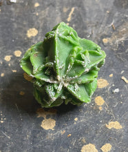 Load image into Gallery viewer, Astrophytum myriostigma cv. Onzuka f. tricostatum Fukuryiu

