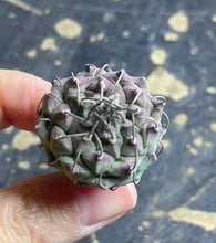 Load image into Gallery viewer, Turbinicarpus schmiedickeanus andersonii
