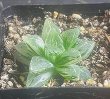Load image into Gallery viewer, Haworthia retuse Variegated
