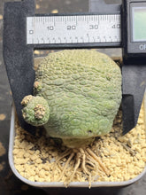 Load image into Gallery viewer, Pseudolithos cubiformis
