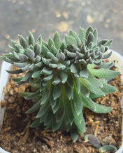 Load image into Gallery viewer, Succulent Sinocrassula yunnanensis crested
