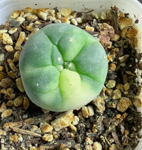 Load image into Gallery viewer, Lophophora peyote Variegated
