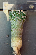 Load image into Gallery viewer, Stenocactus phyllacanthus
