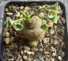 Load image into Gallery viewer, Euphorbia primulifolia
