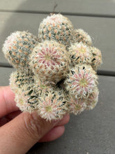Load image into Gallery viewer, Echinocereus rigidissimus var.
