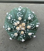 Load image into Gallery viewer, Astrophytum asterias
