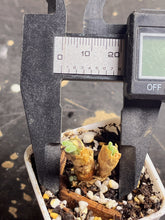 Load image into Gallery viewer, Monilaria obconica ‘bunny ears’
