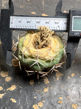Load image into Gallery viewer, Gymnocalycium ambatoense
