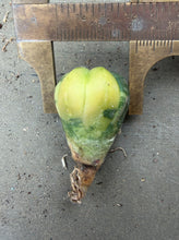 Load image into Gallery viewer, Astrophytum asterias Variegated
