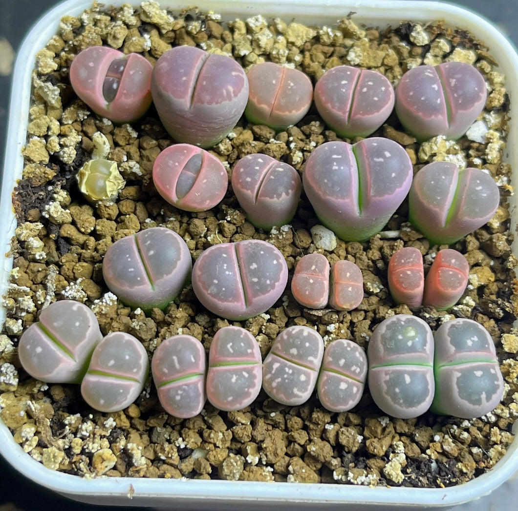 Lithops olivacea nebrownii C162B