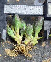 Load image into Gallery viewer, Adromischus cooperi v. Festivus（purple)
