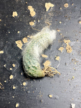 Load image into Gallery viewer, Echinocereus viridiflorus var. canus
