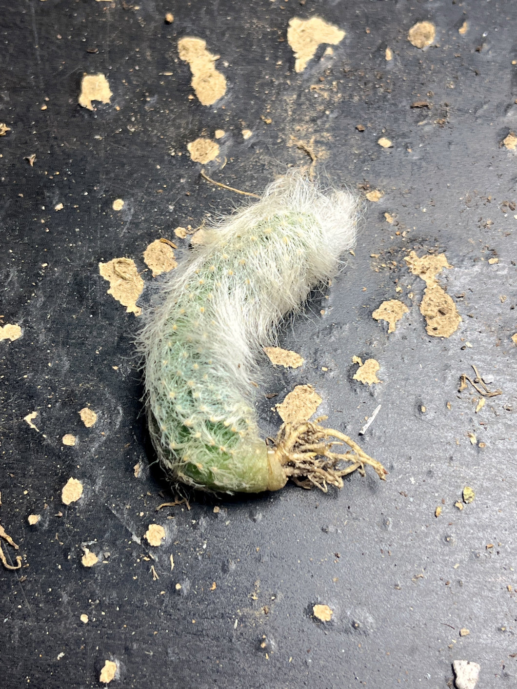 Echinocereus viridiflorus var. canus