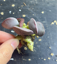 Load image into Gallery viewer, Adromischus sp Marianae Hallii Lace
