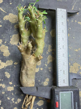 Load image into Gallery viewer, Othonna euphorbioide
