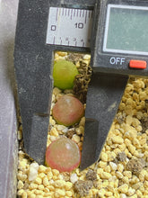 Load image into Gallery viewer, Conophytum Burgeri （each）
