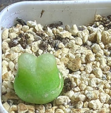 Load image into Gallery viewer, conophytum ratum 
