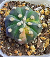 Load image into Gallery viewer, Astrophytum asterias Variegated

