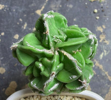 Load image into Gallery viewer, Astrophytum myriostigma cv. Onzuka f. tricostatum Fukuryiu
