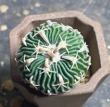 Load image into Gallery viewer, Stenocactus phyllacanthus
