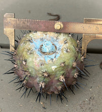 Load image into Gallery viewer, Copiapoa cinerea
