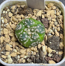 Load image into Gallery viewer, Astrophytum asterias Variegated
