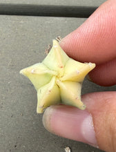 Load image into Gallery viewer, Astrophytum myriostigma variegated
