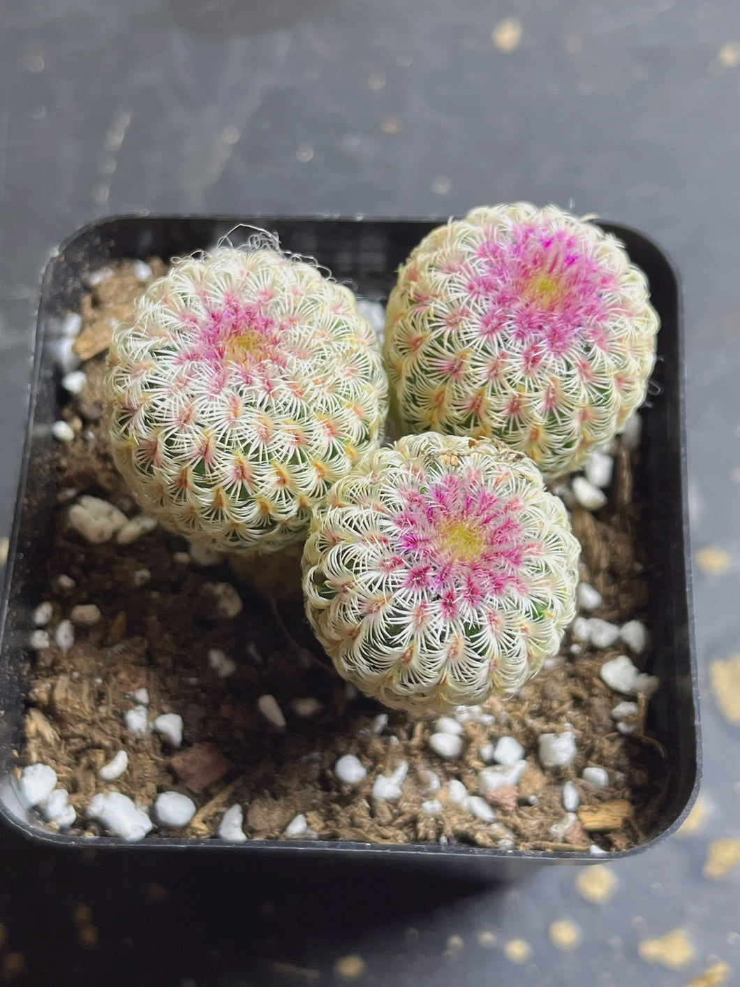 Echinocereus rigidissimus var.