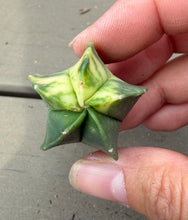 Load image into Gallery viewer, Astrophytum myriostigma variegated

