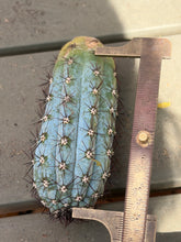 Load image into Gallery viewer, Cipocereus bradei
