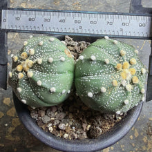 Load image into Gallery viewer, Astrophytum asterias
