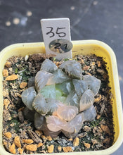 Load image into Gallery viewer, Haworthia variegated
