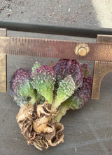 Load image into Gallery viewer, Adromischus marianiae
