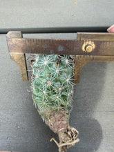Load image into Gallery viewer, Mammillaria prolifera
