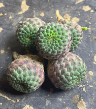 Load image into Gallery viewer, Rebutia rauschii
