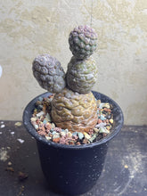 Load image into Gallery viewer, Tephrocactus geometricus
