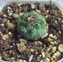 Load image into Gallery viewer, Turbinicarpus Negrita
