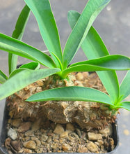 Load image into Gallery viewer, Euphorbia parvimedusae
