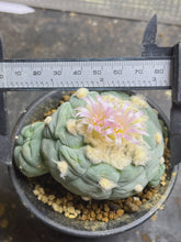 Load image into Gallery viewer, Lophophora peyote

