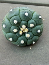 Load image into Gallery viewer, Astrophytum asterias cv. Kikko
