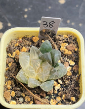 Load image into Gallery viewer, Haworthia variegated

